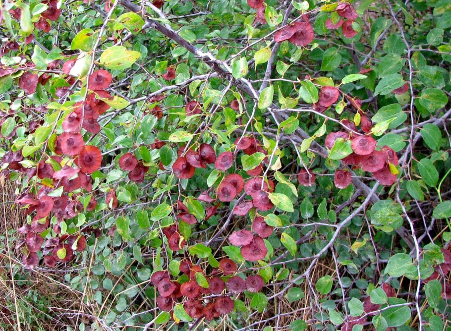 Paliurus spina-Christi