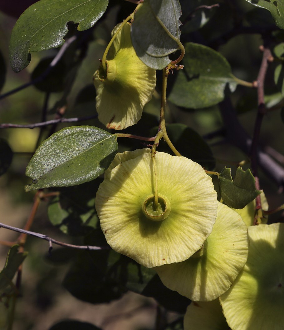 Paliurus spina-Christi