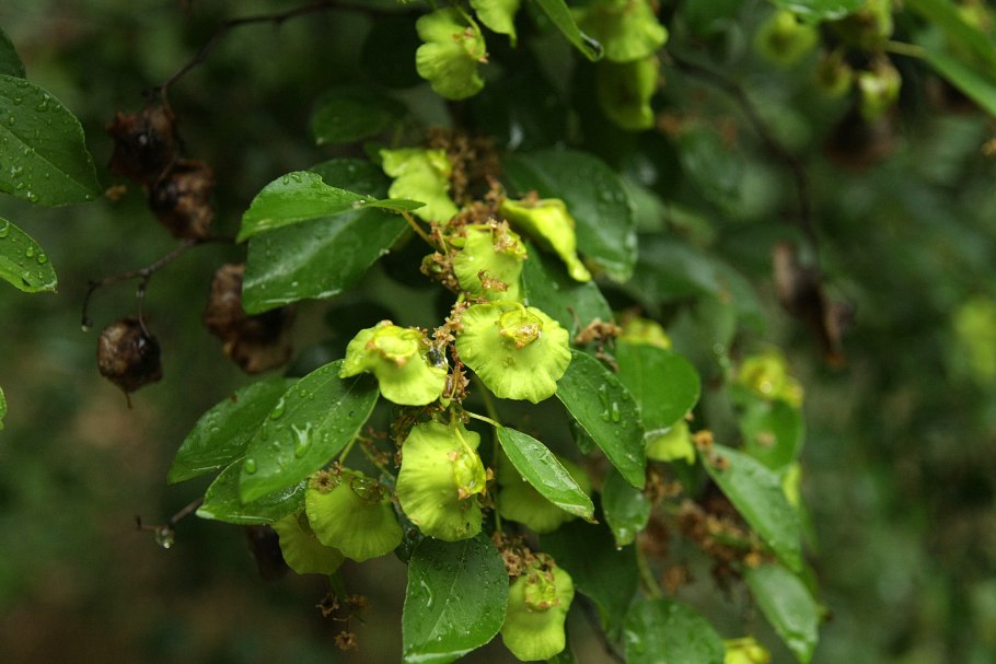 Палиурус или держидерево
