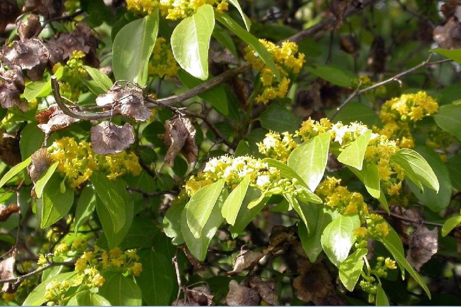 Растения Австралии Золотая Акация