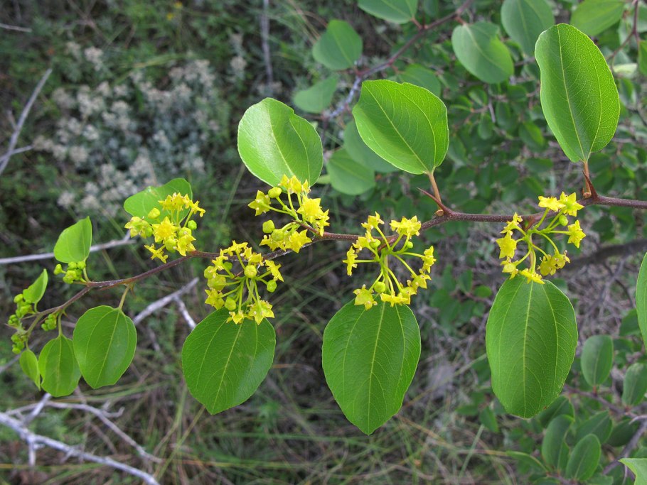 Палиурус или держидерево