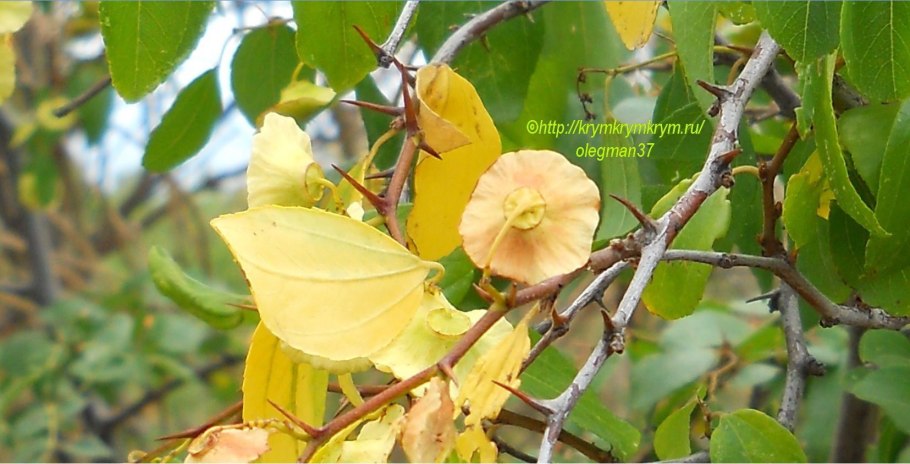 Гора Святая Карадаг