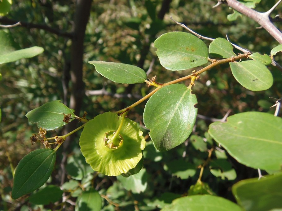 Держидерево медонос
