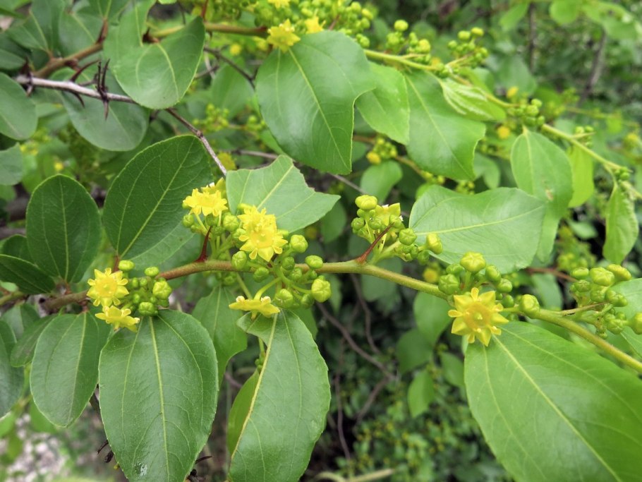 Paliurus spina-Christi Mill. (Семейство Rhamnaceae)