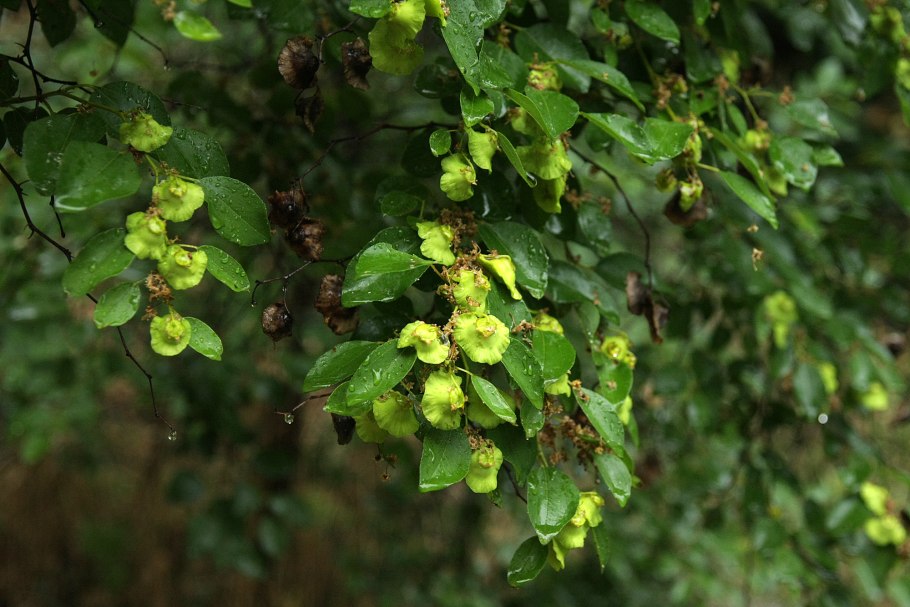 Держидерево медонос