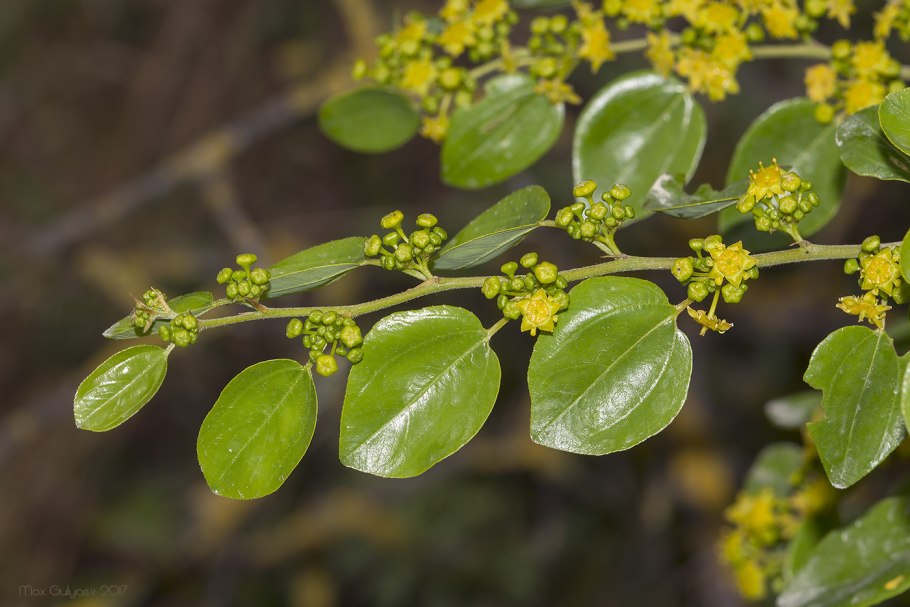 Paliurus spina-Christi