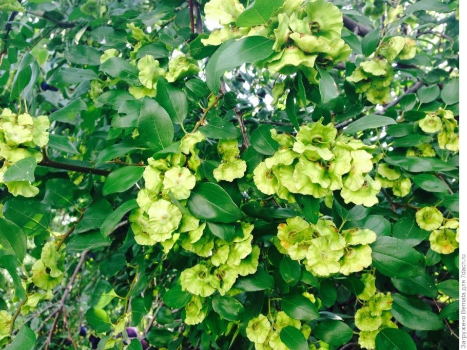 Держидерево плоды