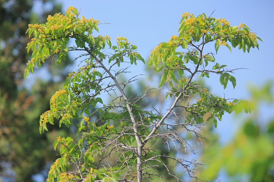 Держидерево Крымская