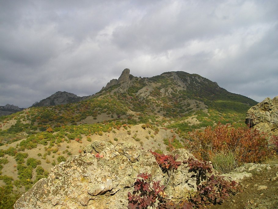Саксаул Зайсанский