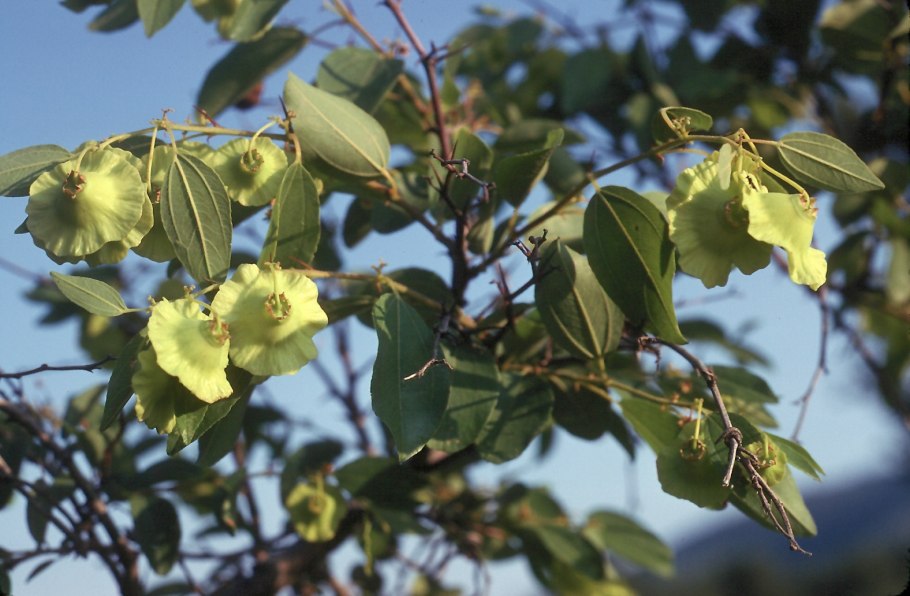 Держидерево плоды