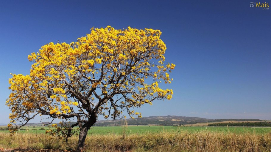 Держидерево семена