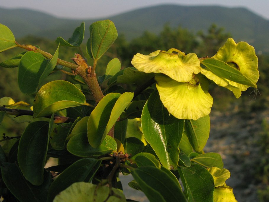 Paliurus hemsleyanus