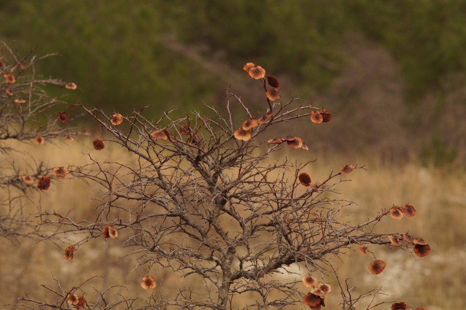 Тернистый Купина тернистая Акация