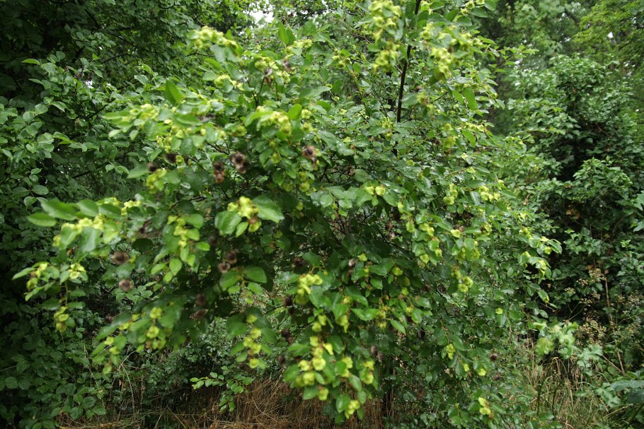 Держидерево медонос