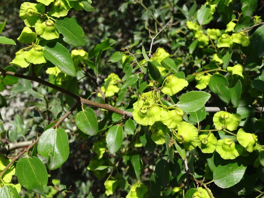 Палиурус или держидерево