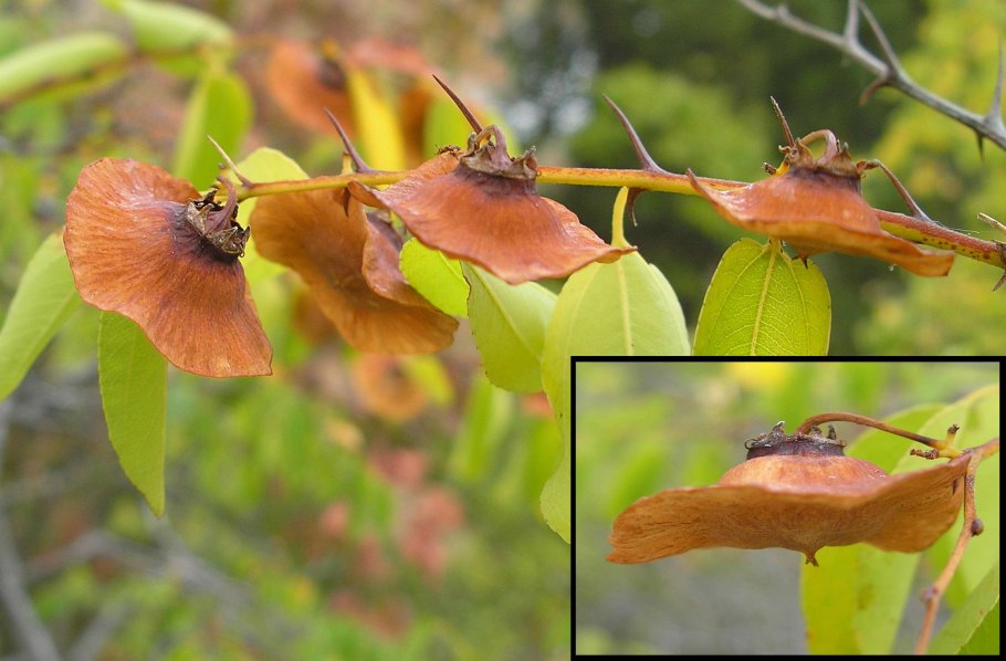 Держидерево медонос