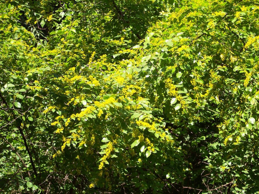 Держидерево в Крыму