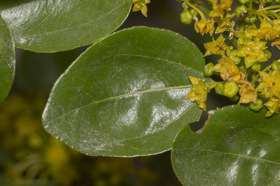 Paliurus spina-Christi