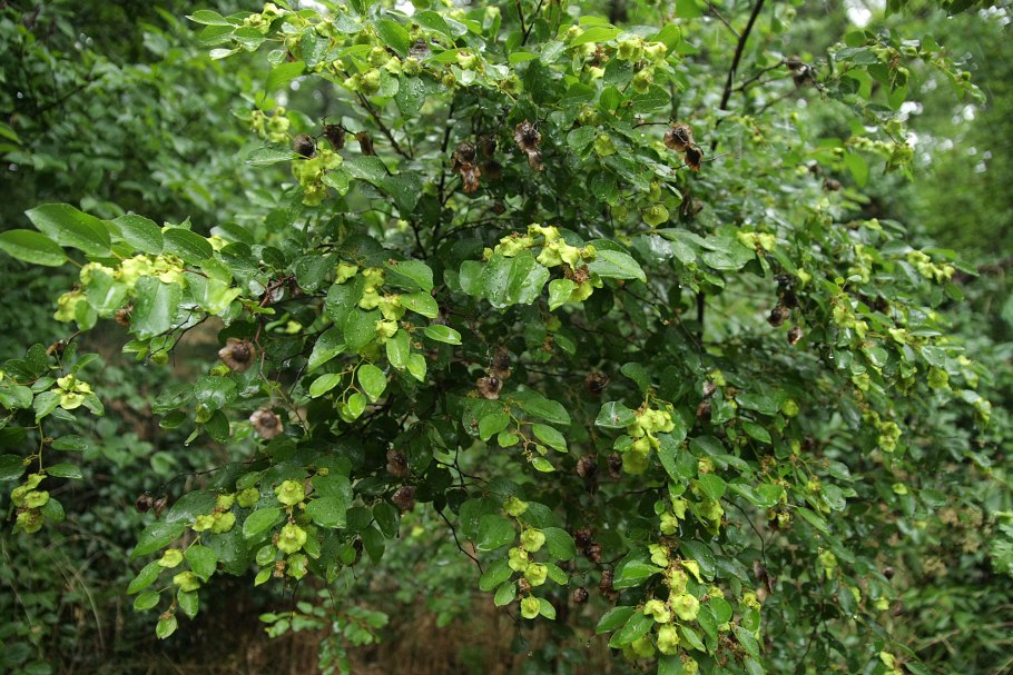 Paliurus spina-Christi