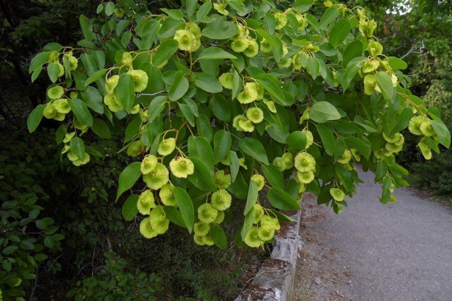 Держидерево растение