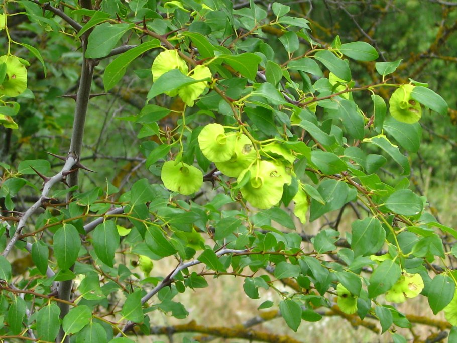 Paliurus spina-Christi растение