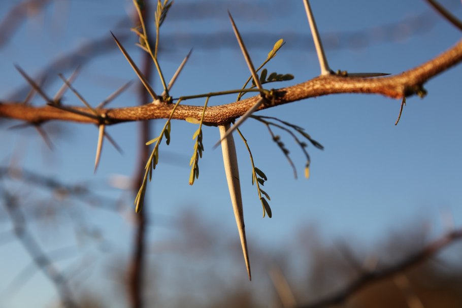 Шибляк дерево фото