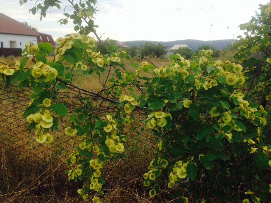 Paliurus spina-Christi