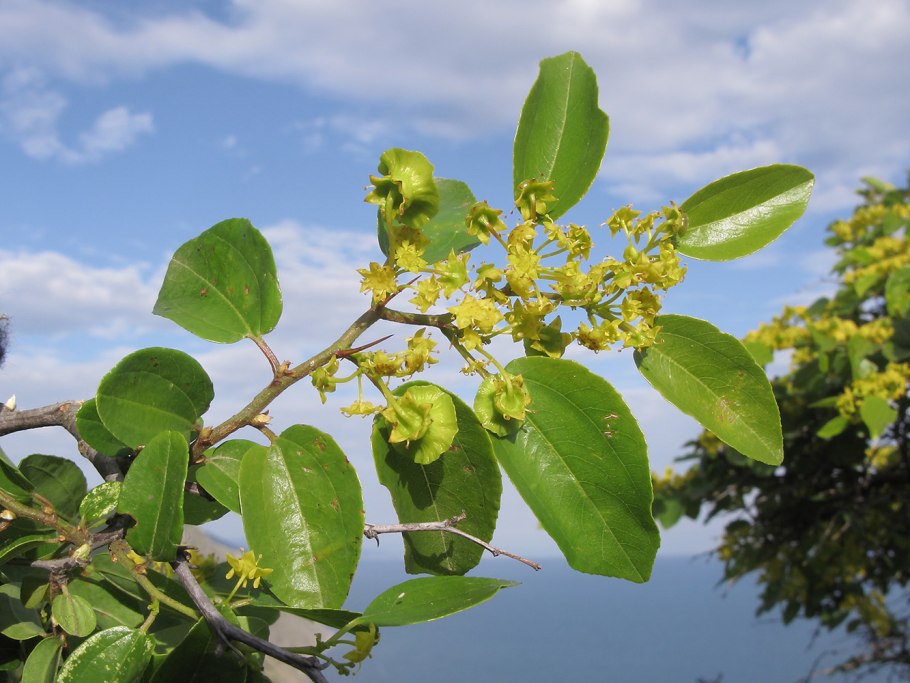 Paliurus spina-Christi
