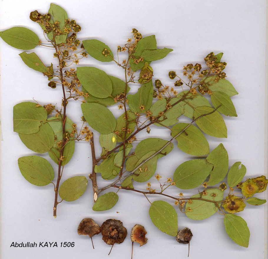 Дуб пушистый Крым