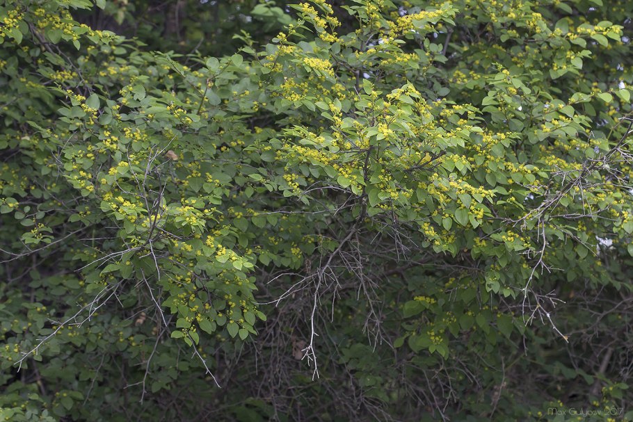 Paliurus spina-Christi растение