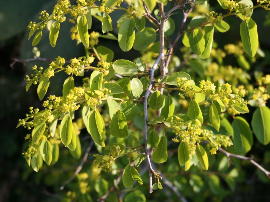 Палиурус или держидерево