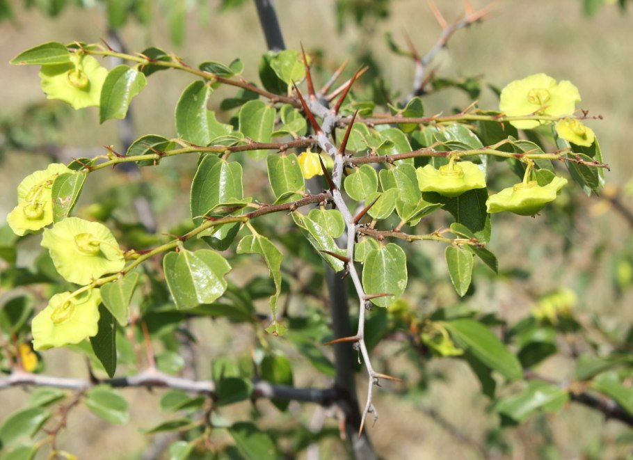 Держидерево колючки