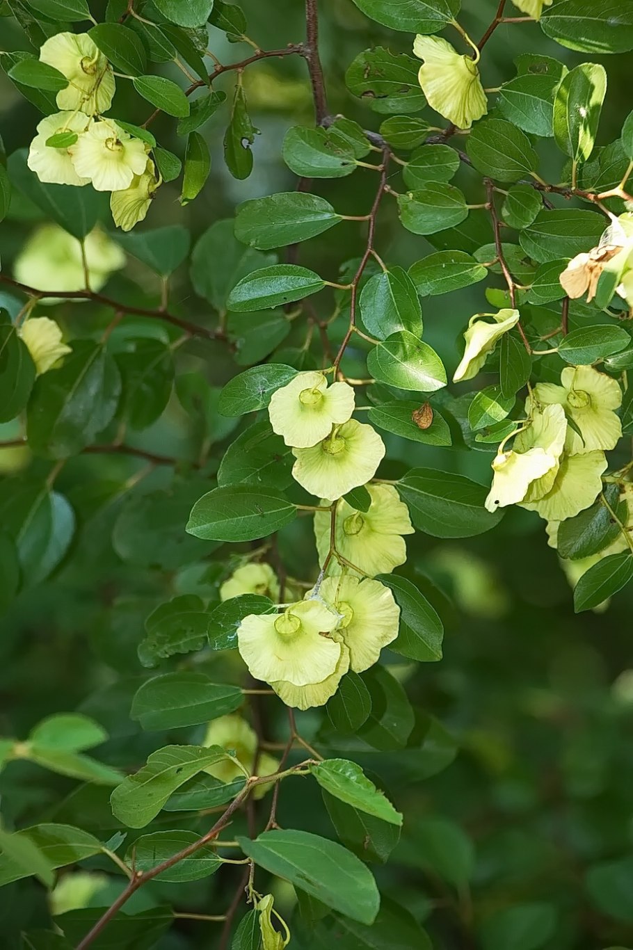 Сапукайя дерево