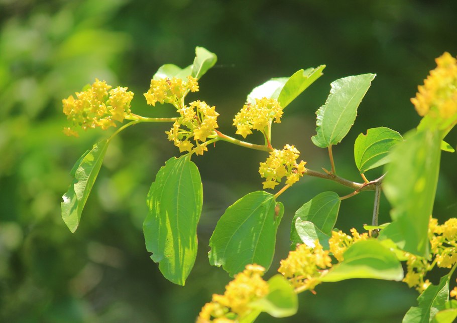 Paliurus spina-Christi