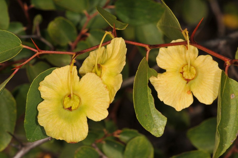 Paliurus spina-Christi