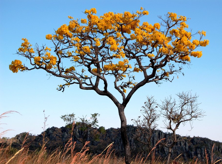 Палиурус или держидерево