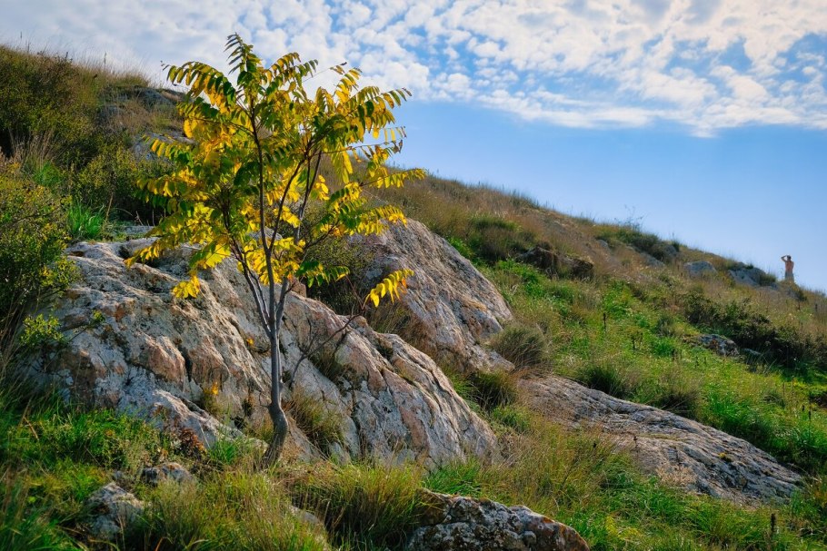 Держи дерево название дерева