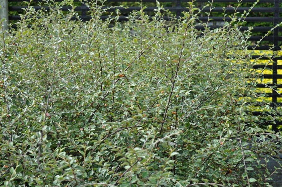 Кизильник Франчетти