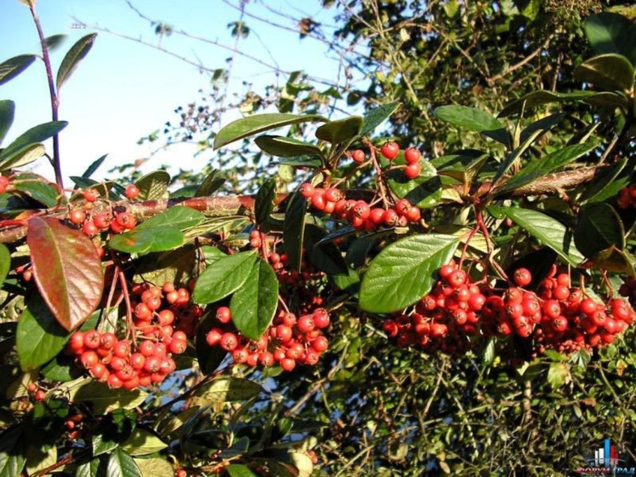 Кизильник Франше