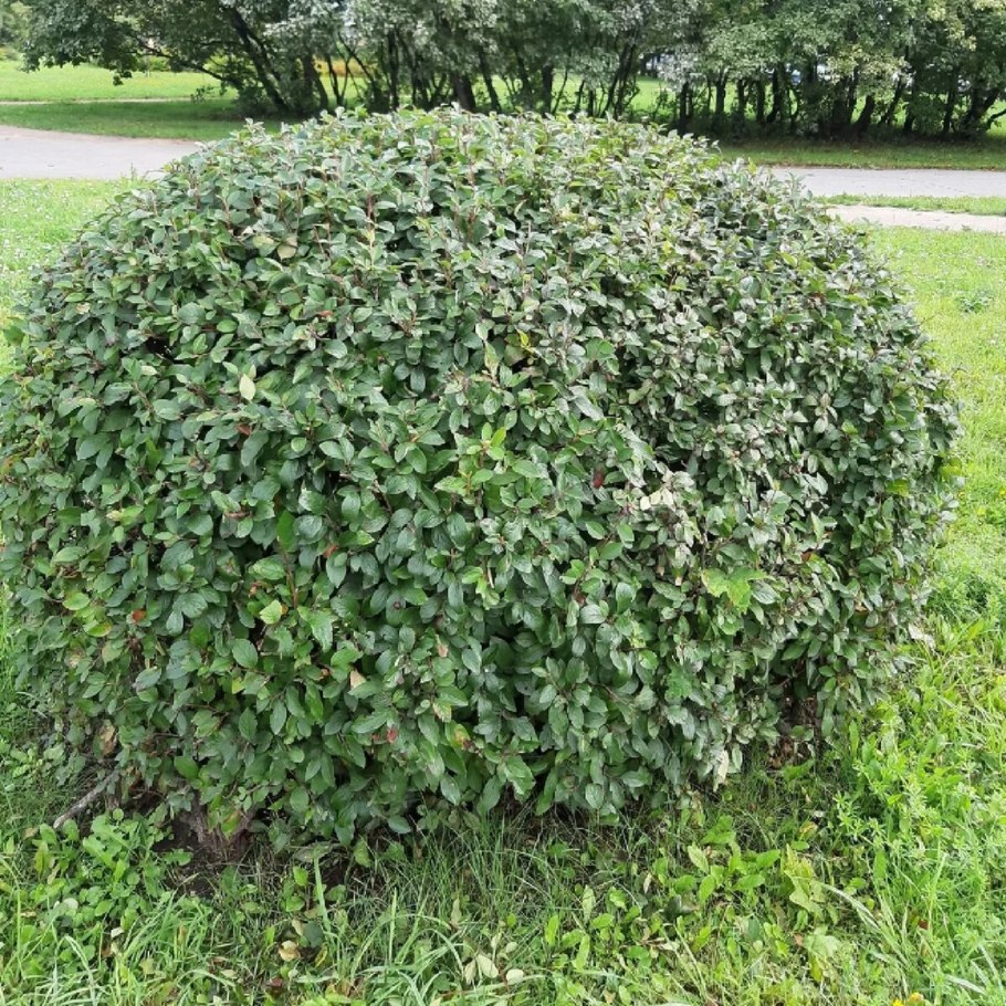 Pterostyrax corymbosa