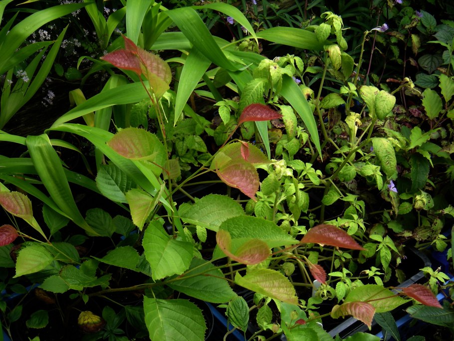 Кизильник кустарник