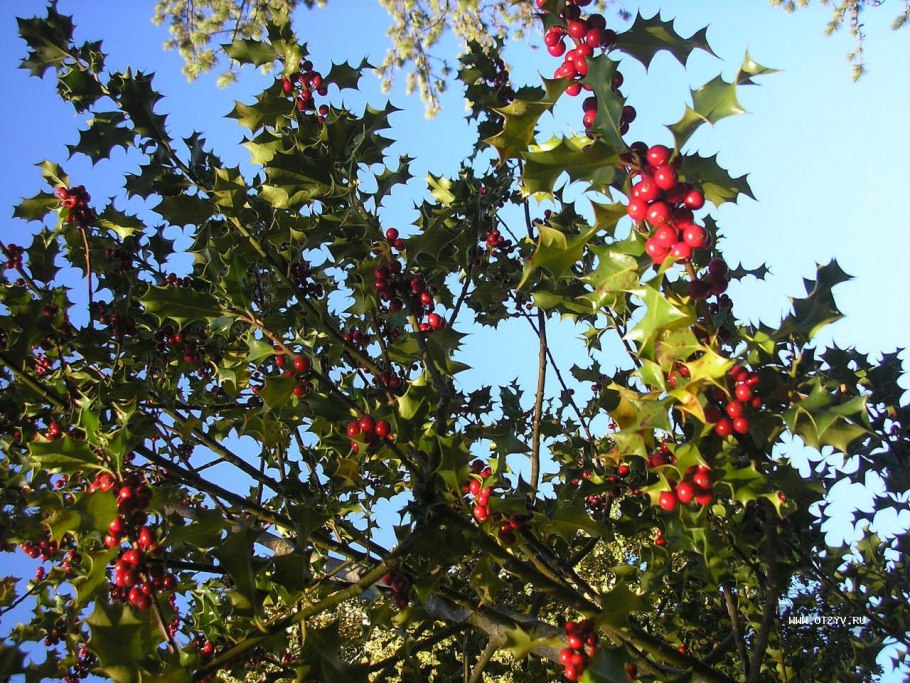 Соnophytum fraternum