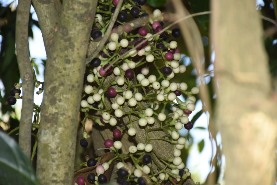 Cocculus (Анамирта Коккулюс) Анамирта коккулюсовидная