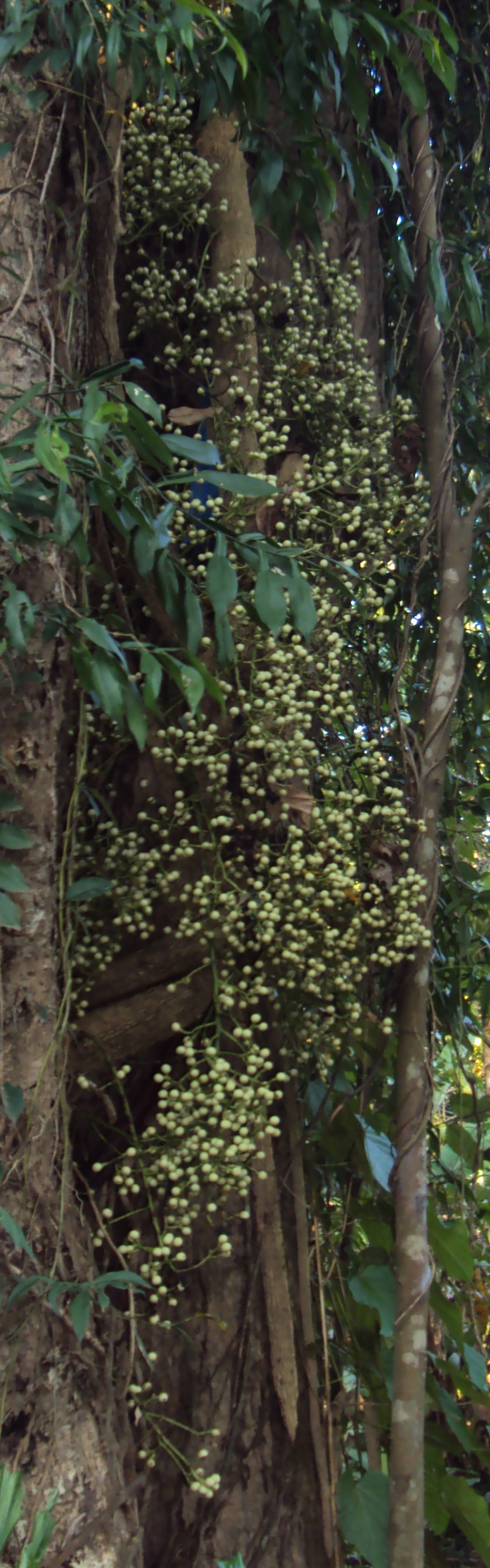 Растение Anamirta Cocculus