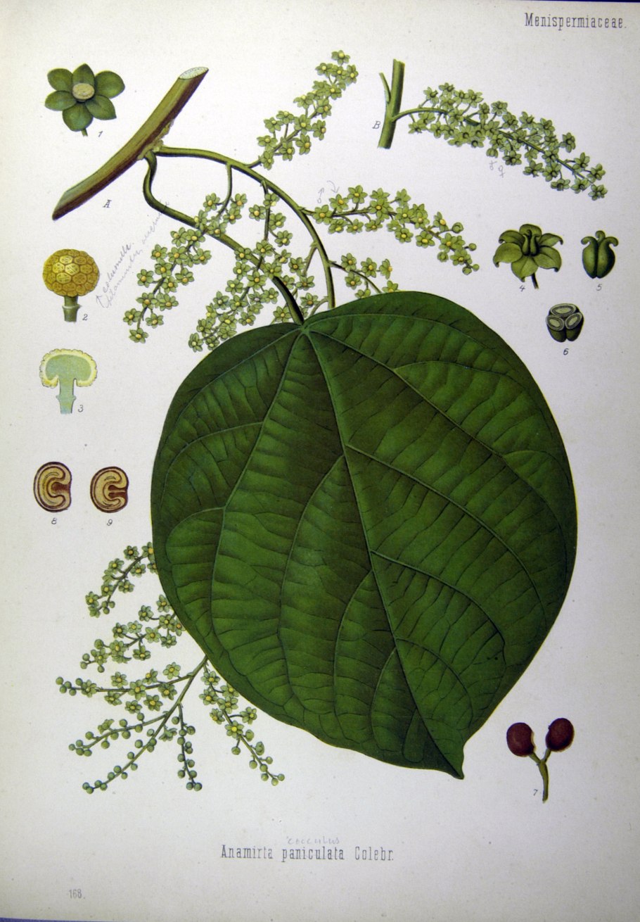 Cocculus carolinus