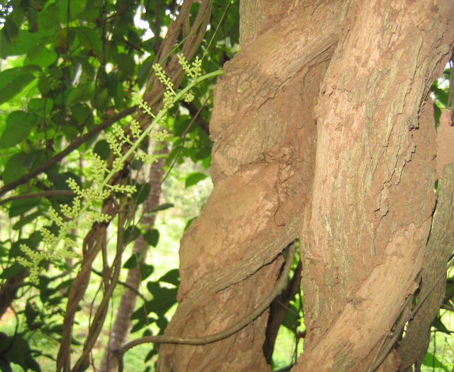 Растение Anamirta Cocculus