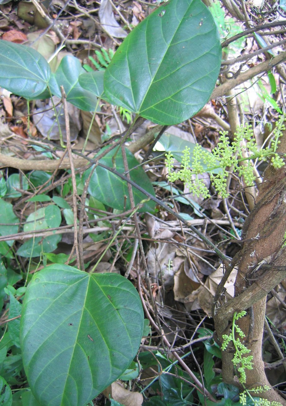 Анамирта Коккулюс