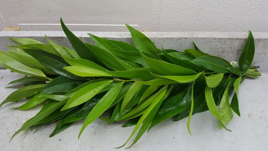 Растение Anamirta Cocculus