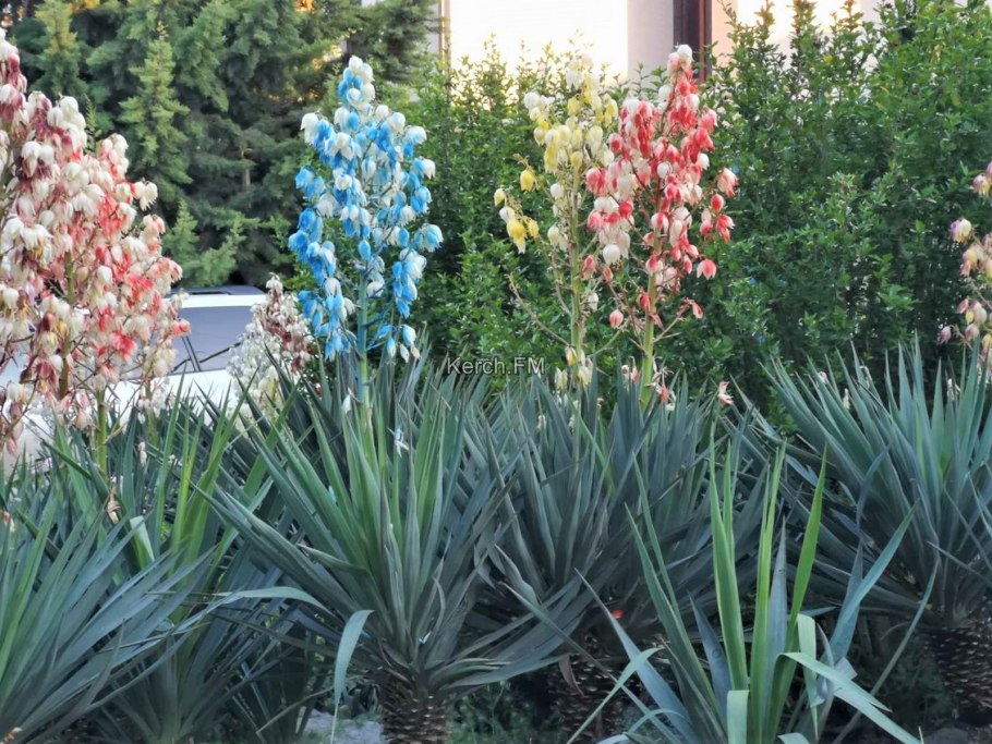 Цветок Юкка нитчатая