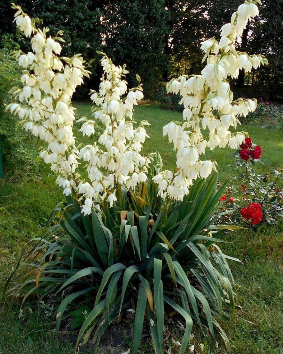 Юкка нитчатая комнатная